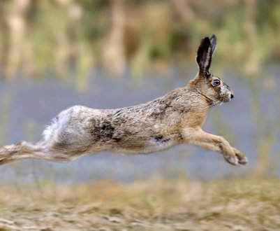 Чим відрізняється заєць від кролика