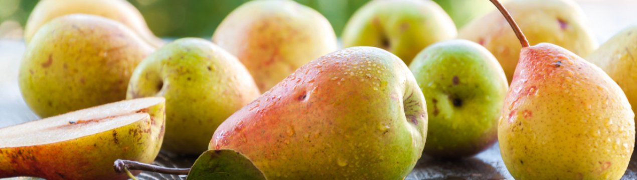 Характеристика та особливості вирощування груші сорту Форель