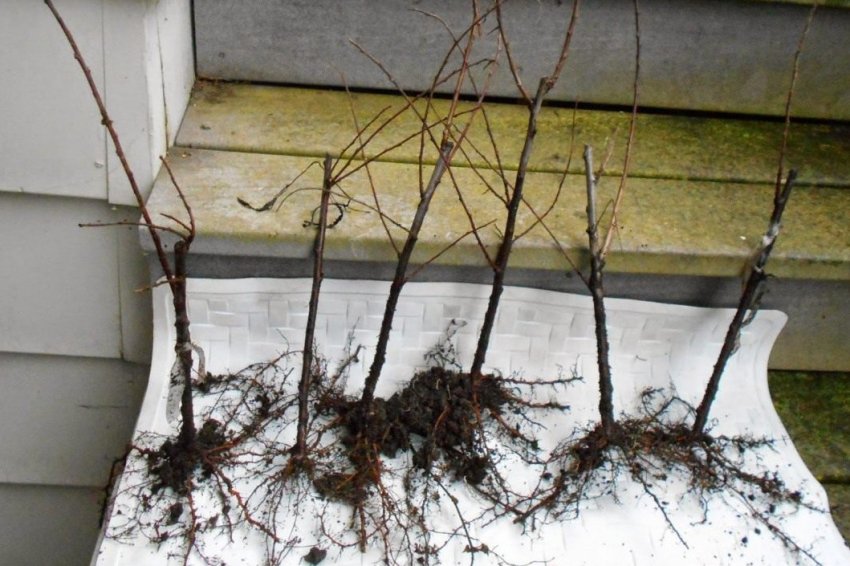 Саджанці сливи