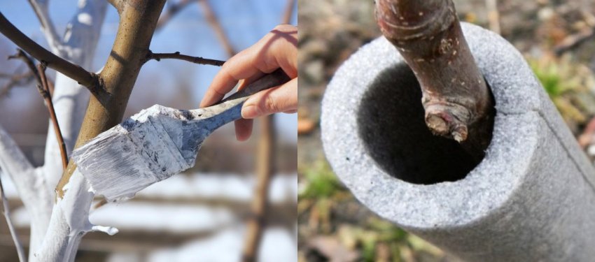 Підготовка сливи до зими