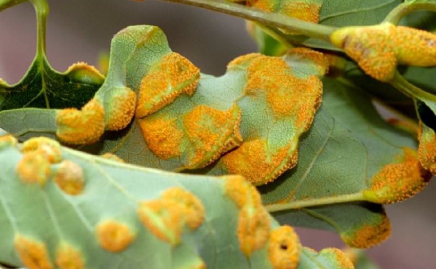 Іржа на листках сливи