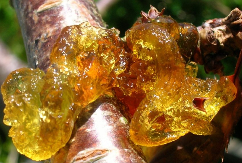 Камедетеча на зливі