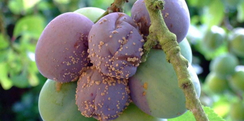 Плодова гниль сливи