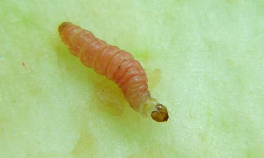 сливова Плодожерка