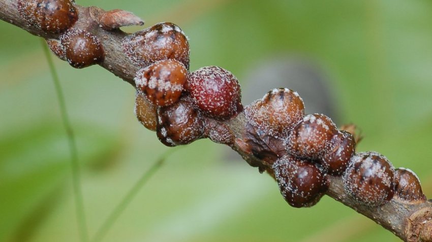 Щитівка на зливі