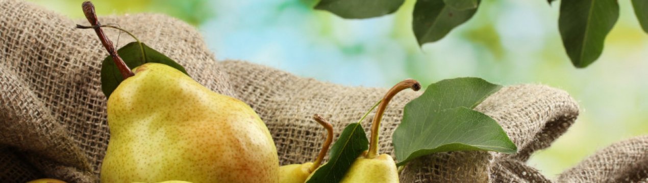 Груша Алегро: характеристика сорти, вирощування і догляд