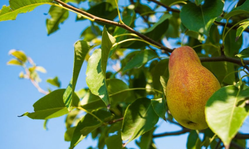 Груша Алегро Груша Алегро