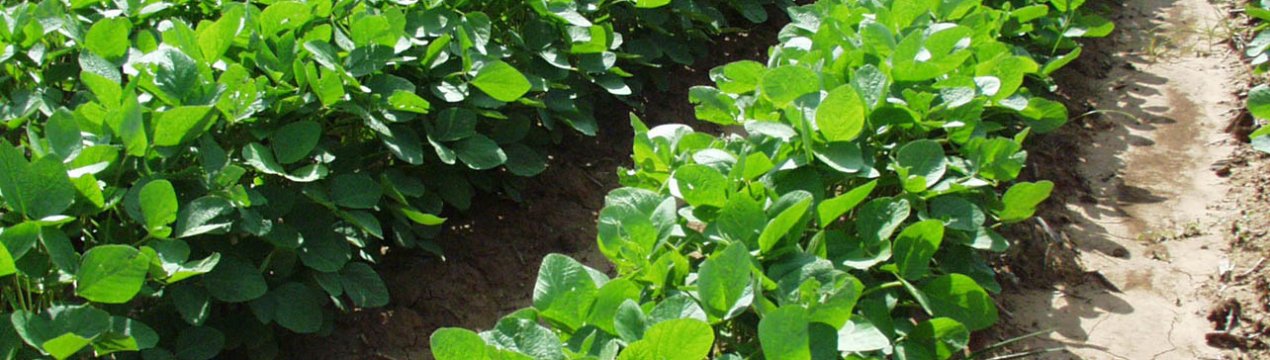 У США скорочують посіви сої та пшениці