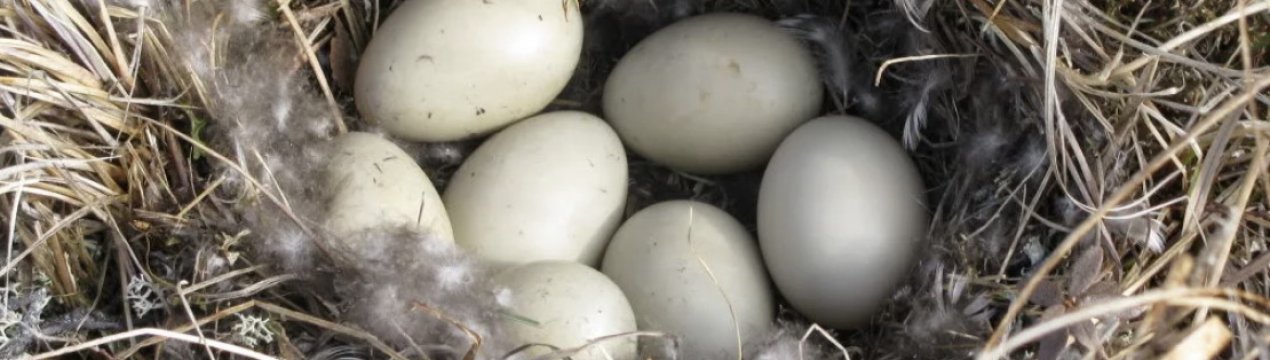 Сколько дней утка высиживает яйца