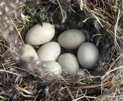 Скільки днів качка висиджує яйця