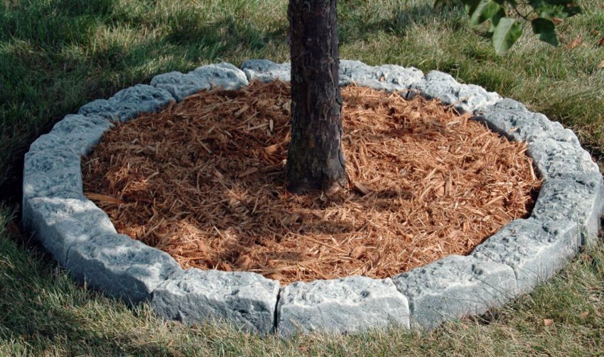 Мульчування пристовбурового кола груші Мульчування пристовбурового кола груші