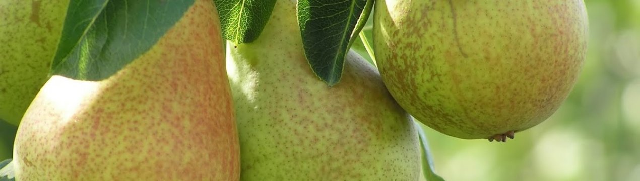 Вирощування і догляд за грушею Москвичка