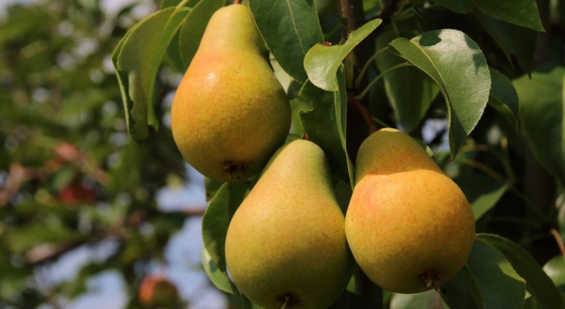 Характеристика деревьев и плодов груши Москвичка