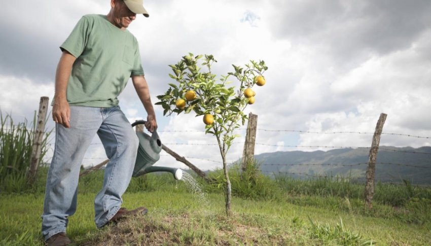 Полив груші Полив груші