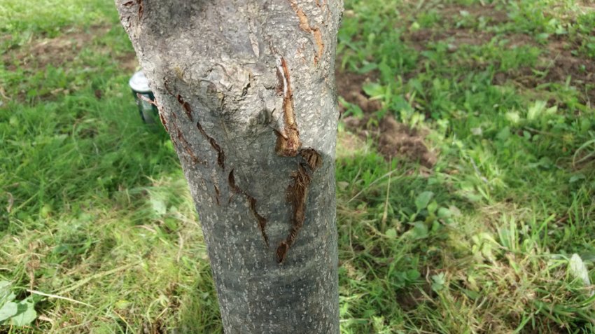 Тріщина на груші Тріщина на груші