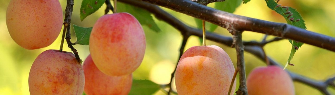 Особливості вирощування та догляду за сливою сорти Яхонтовая