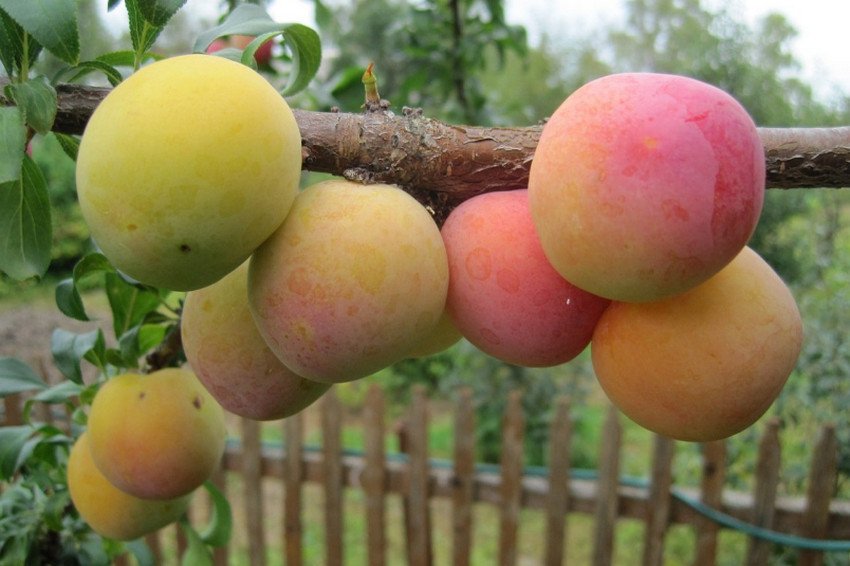 Зливу Яхонтовая