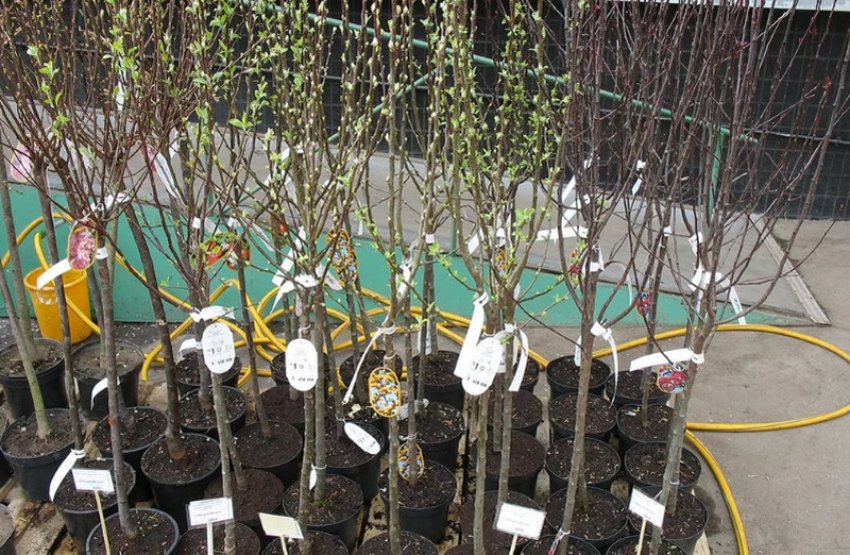 Саджанці сливи