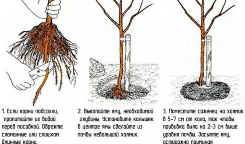 Посадка сливи