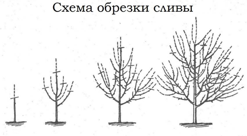 Обрізка сливи