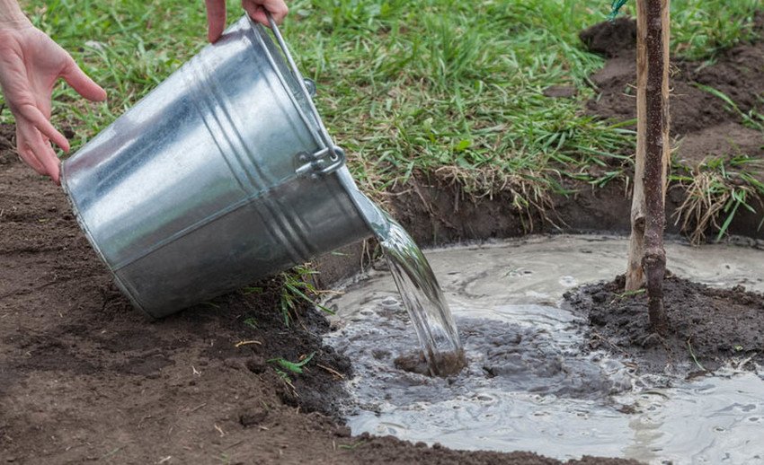 Полив саджанців сливи