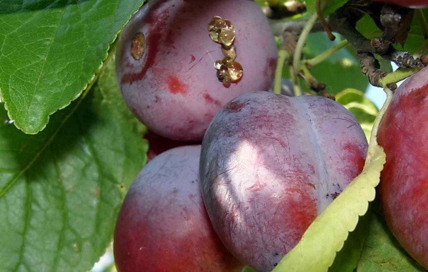 Камедетеча