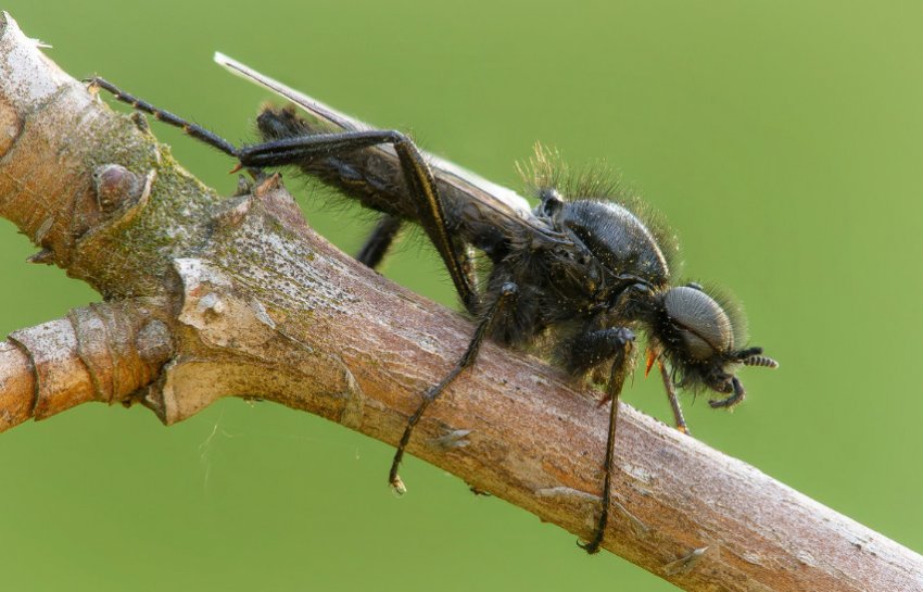 Толстоножка