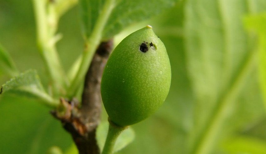Ураження шкідником