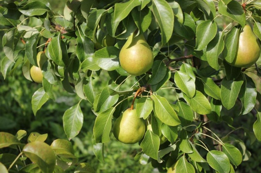 Груша Скарб