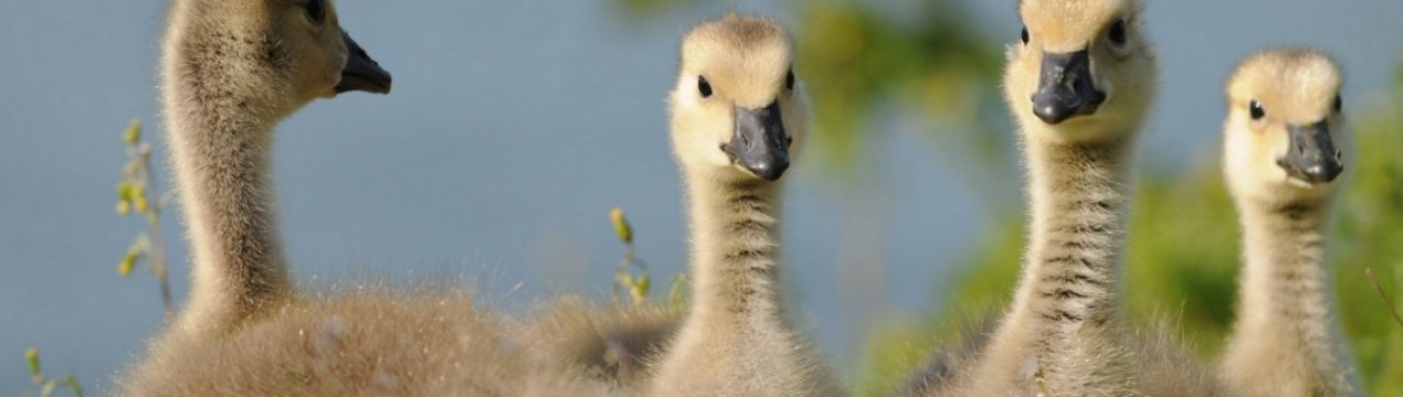 Чим і як правильно годувати гусенят в домашніх умовах
