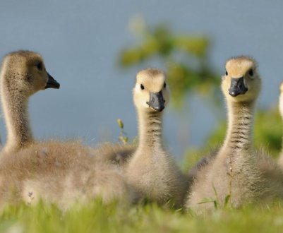 Чим і як правильно годувати гусенят в домашніх умовах