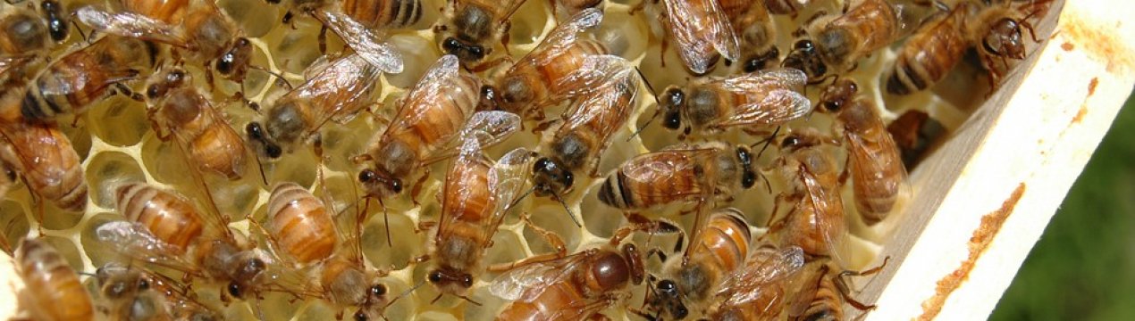 У Закарпатській області налічується близько 70 тис. бджолосімей