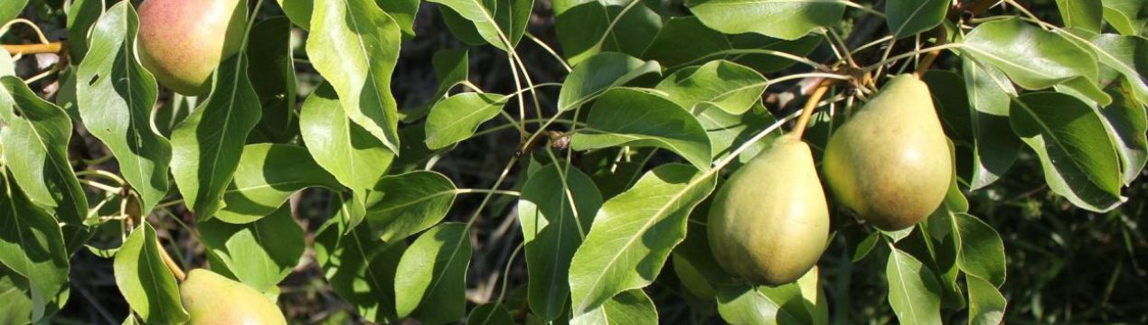 Особливості посадки і догляду за грушею сорти Серпнева роса