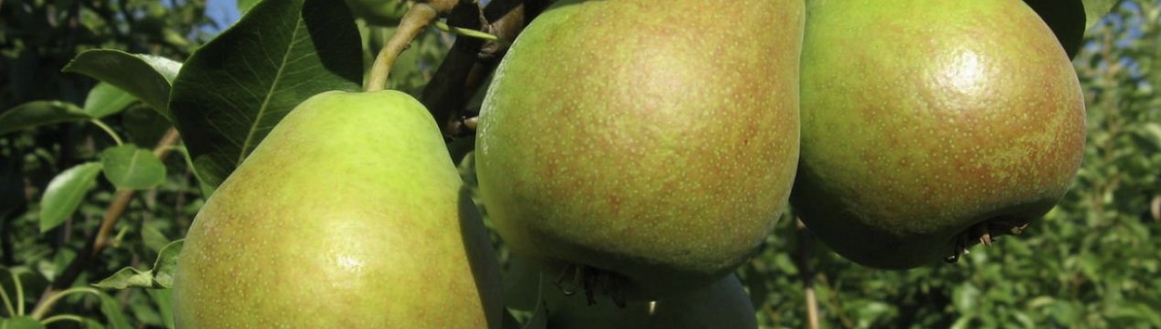 Особливості посадки груші Мармурова та догляду за нею