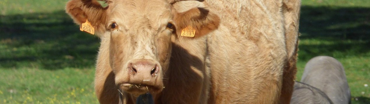 Більша частина великої рогатої худоби України вирощується у приватних господарствах населення