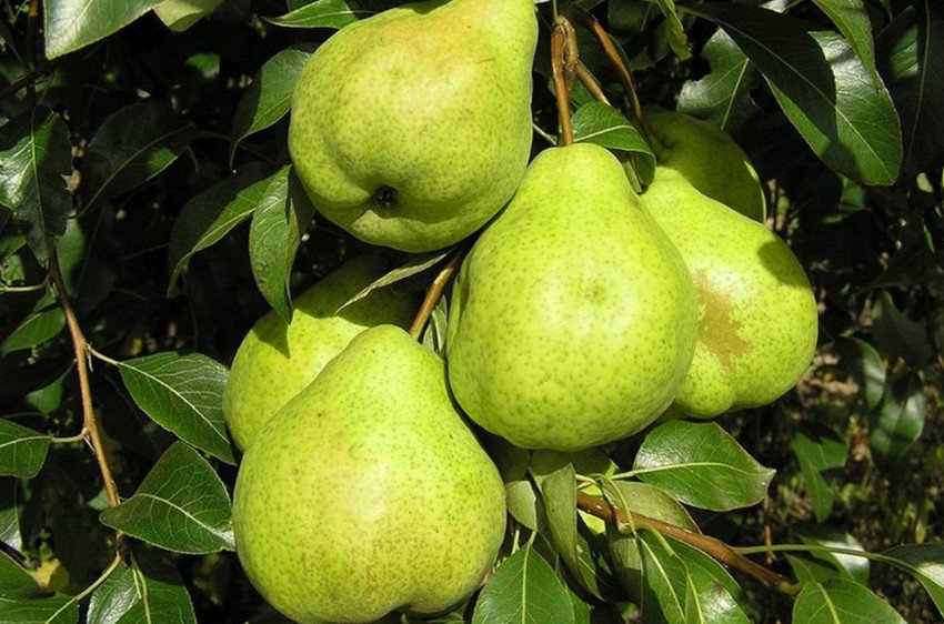 Груша Серпнева роса Груша Серпнева роса