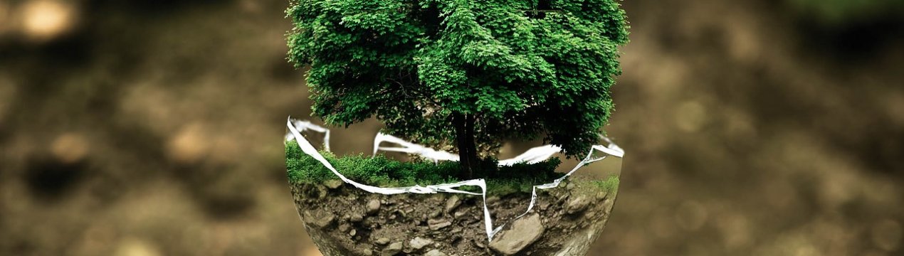 У Хмельницькій області ліс будуть сіяти з допомогою автоматики