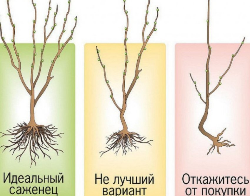 Саджанці Саджанці