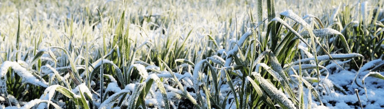 В Румунії почалася вегетація озимих