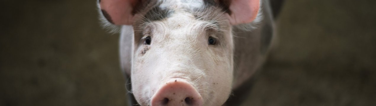 Кількість випадків захворювання на АЧС в Україні продовжує зростати