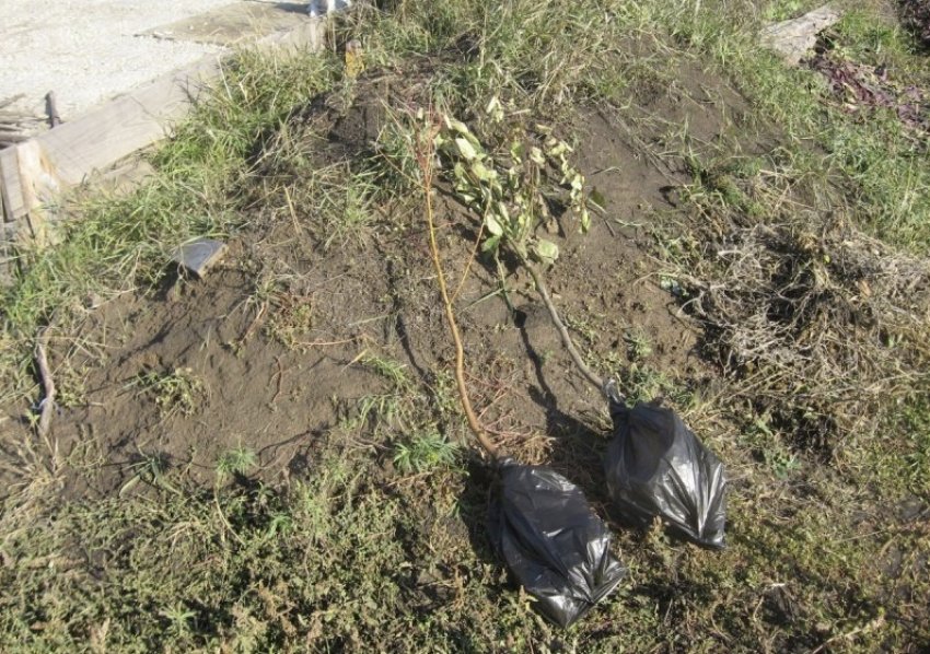 Саджанці груші