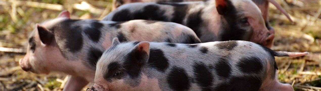 В Україні зменшилася кількість свиней і корів