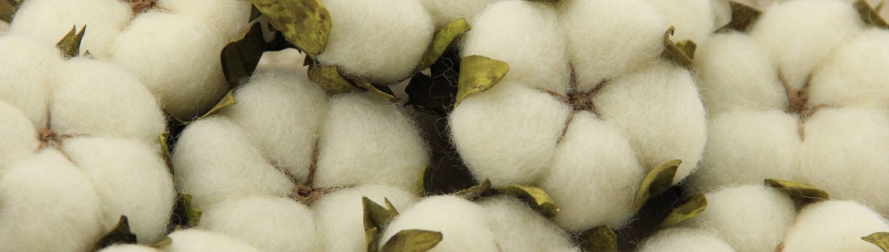 Бразилія виходить на провідні експортери бавовни