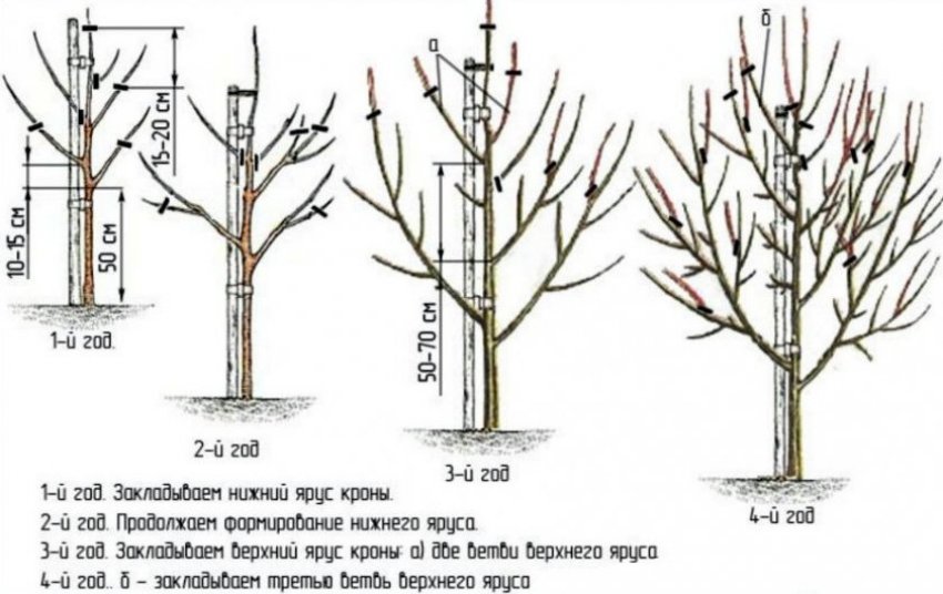 Обрізання груші Обрізання груші
