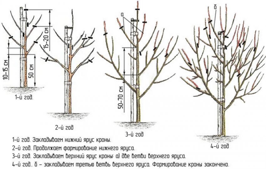 Схема формування груші