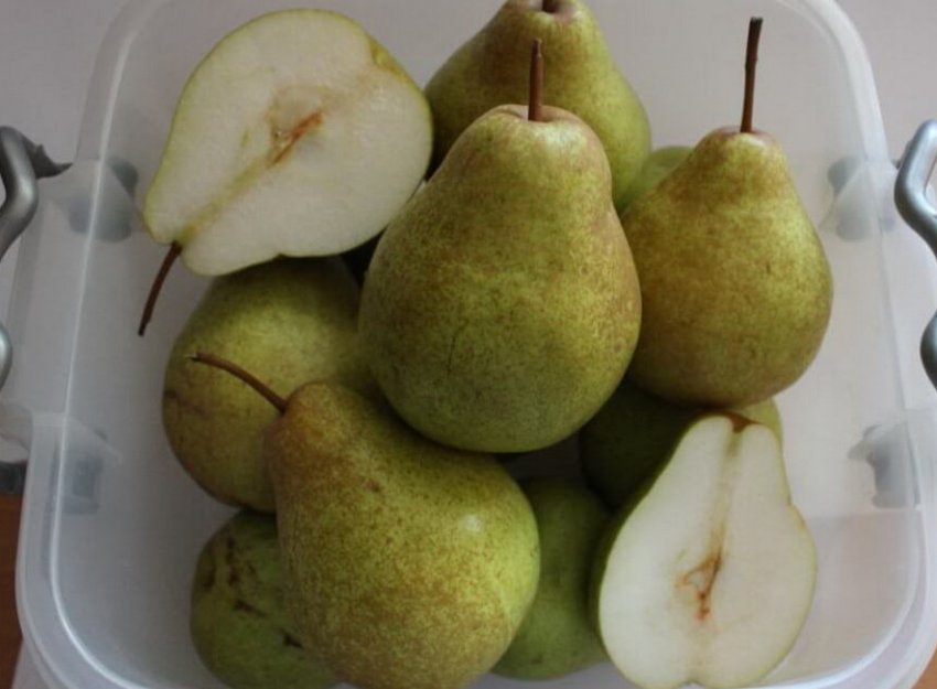 Груша Скарб