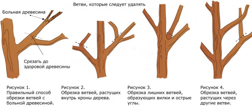 Обрізка Обрізка