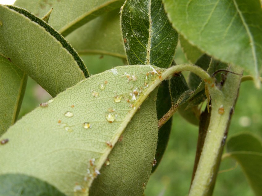 Симптоми грушевої мідяниці