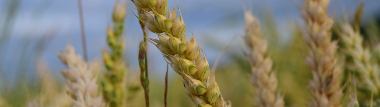 Аргентинська пшениця завойовує азіатський ринок