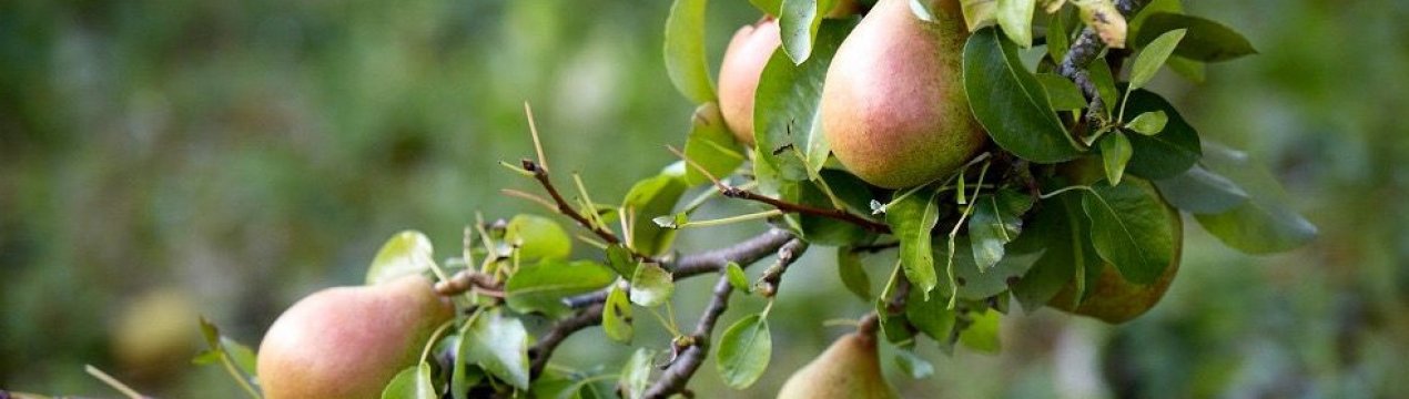 когда лучше пересаживать грушу на другое место осенью. Смотреть фото когда лучше пересаживать грушу на другое место осенью. Смотреть картинку когда лучше пересаживать грушу на другое место осенью. Картинка про когда лучше пересаживать грушу на другое место осенью. Фото когда лучше пересаживать грушу на другое место осенью